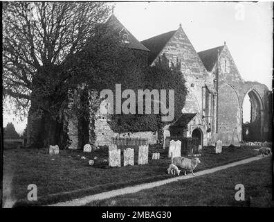 St Thomas' Church, Winchelsea, Icklesham, Rother, East Sussex, 1905. The exterior of St Thomas' Church seen from the north-west, with sheep in the graveyard . The photograph shows the exterior of the church covered in ivy and before restoration work was carried out in the 20th century. Stock Photo