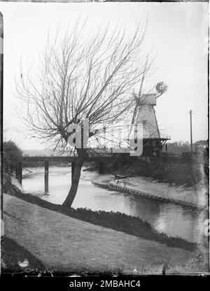 Rye Windmill, Ferry Road, Rye, Rother, East Sussex, 1905. A view of a Willow tree on a bank of the River Tillingham with Rye Windmill beyond. The smock mill shown in the photograph later burned down in 1930 and another was built on the site. Stock Photo