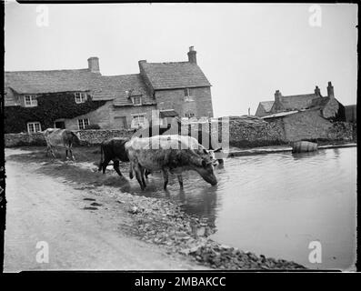 Worth Matravers, Purbeck, Dorset, 1927. Cattle drinking from the pond in Worth Matravers, with a view of Ivy Cottage and Pond View beyond. Stock Photo