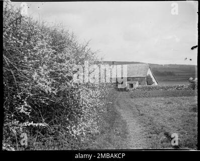 Burton Bradstock, West Dorset, Dorset, 1922. Looking along a footpath near Burton Bradstock towards a thatched cottage with a catslide roof at the rear, with blackthorn in flower in the foreground. Taken on a path to the shore. Its exact location is not known. Stock Photo