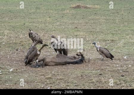 A group of vultures feeding on a gnu carcass at dusk, in the african savanna in Tanzania. Stock Photo