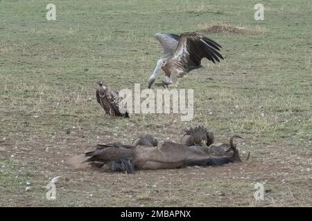 A group of vultures feeding on a gnu carcass at dusk, in the african savanna in Tanzania. Stock Photo