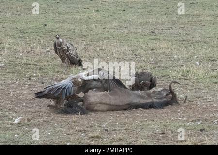 A group of vultures feeding on a gnu carcass at dusk, in the african savanna in Tanzania. Stock Photo