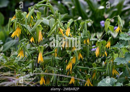 Uvularia grandiflora,large-flowered bellwort,merrybells,yellow,flower,flowers,flowering,spring,shade,shady,shaded,wood,woods,woodland,plants,RM Floral Stock Photo