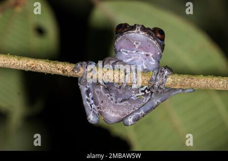Coronated tree frog - Anotheca spinosa in Rara Avis, Costa Rica Stock Photo