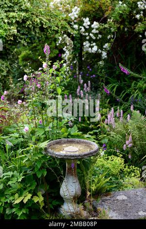 bird bath,Persicaria Bistorta,Common Bistort flowers,garden feature,RM Floral Stock Photo