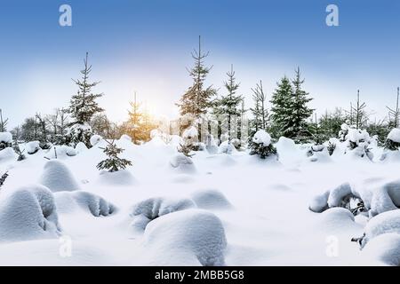 Winter landscape with snow covered trees in the Belgian Ardennes. Stock Photo