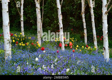 red and yellow tulip apeldoorn growing in a grove of silver birch trees,apeldoorn tulips and forget me nots,tulips and Myosotis sylvatica,Tulip Golden Stock Photo