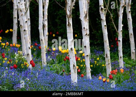 red and yellow tulip apeldoorn growing in a grove of silver birch trees,apeldoorn tulips and forget me nots,tulips and Myosotis sylvatica,Tulip Golden Stock Photo