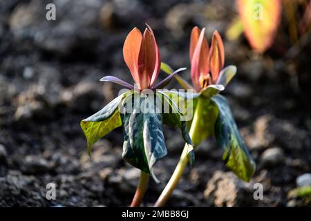 Trillium cuneatum,sweet betsy,whip-poor-will flower,large toadshade,purple toadshade,bloody butcher,bronze red flowers,wood,woodland,shade,shady,shade Stock Photo