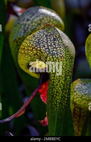 Darlingtonia californica, a carnivorous pitcher plant at Darlingtonia State Natural Site on the Oregon Coast, USA Stock Photo