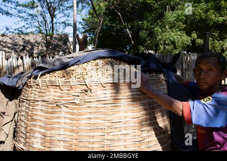 Peanuts in Large Wicker Basket for Sale - Myanamr Stock Photo