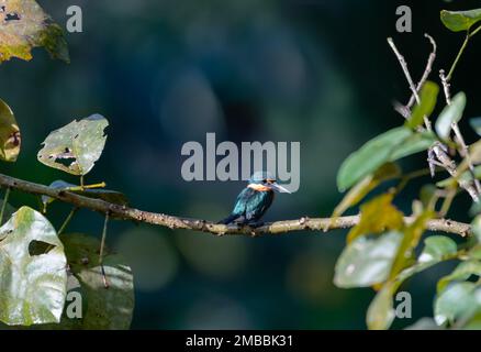 Small American Pygmy Kingfisher, chloroceryle aenea, bird perched on a branch in morning sunlight in the rainforest. Stock Photo