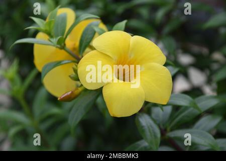 Yellow allamanda cathartica, usually called the golden trumpet, Yellow allamanda has a very strong and extensive root system and requires persistent Stock Photo