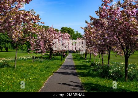 Scenic tree avenue (colourful pink blossom in bloom, branches overhanging footpath, relaxing day-out in spring) - The Stray, Harrogate, England, UK. Stock Photo