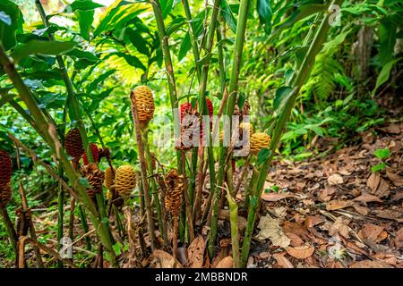 zingiber flower in tropical forest Stock Photo