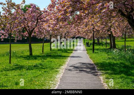 Scenic tree avenue (sunlight on colourful pink blossom in bloom, branches overhanging footpath, spring display) - The Stray, Harrogate, England, UK. Stock Photo