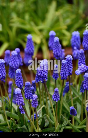 Muscari botryoides Superstar,blue grape hyacinth,blue flowers,spring,spring flowers,garden in the spring,RM Floral Stock Photo