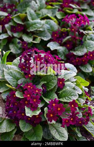 Primula pruhonicensis Old Port,burgundy red flowers,spring in the garden,primulas,primroses,RM Floral Stock Photo