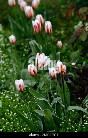 Tulip Carnaval de Rio,Tulipa Carnaval de Rio,red white triumph tulips,red and white triumph tulip,spring in the garden,triumph tulips in spring,RM flo Stock Photo