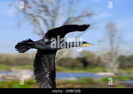 Great cormorant (Phalacrocorax carbo) flying past dead trees with nests of colony in wetland / marshland Stock Photo
