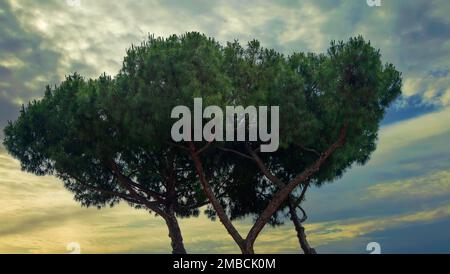 An Evening Sky with golden colors sets behind a Stone Pine Tree in Rome, Italy Stock Photo
