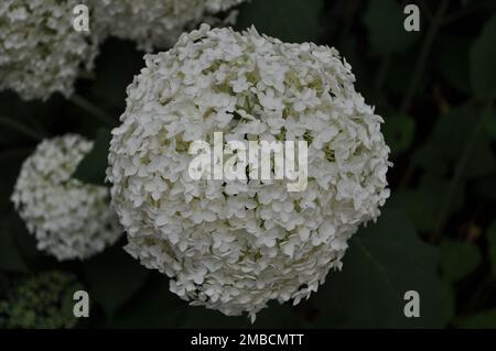 Hydrangea arborescens Annabelle white balls summer flowers.White flowers balls Hydrangea arborescens close up on blurred background Stock Photo