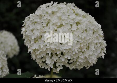 Hydrangea arborescens Annabelle white balls summer flowers.White flowers balls Hydrangea arborescens close up on blurred background Stock Photo