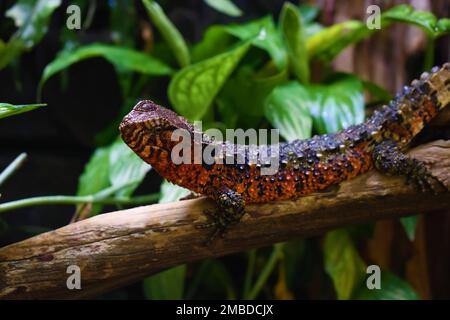 A closeup of a Chinese crocodile lizard on a tree branch Stock Photo