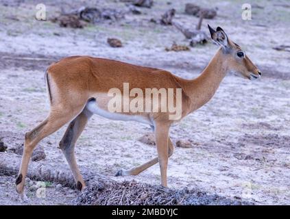 female impala or rooibok (Aepyceros melampus) antelope, Amboseli National Park, Kenya Stock Photo