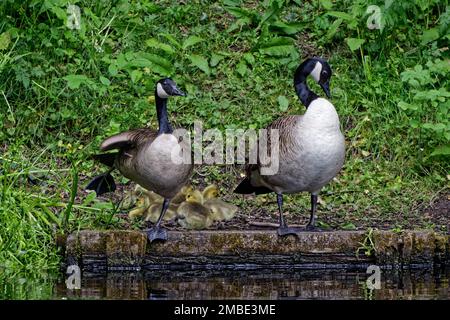 Canada Geese (Branta canadensis) parents guarding over their goslings resting on small lakeside wharf Stock Photo