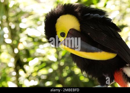 toucan du costa rica