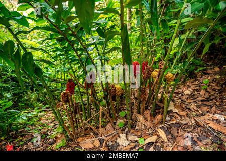 zingiber flower in tropical forest Stock Photo
