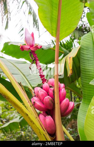 Pink Velvet Banana (Musa velutina) in Schroeder, Santa Catarina - Brazil Stock Photo