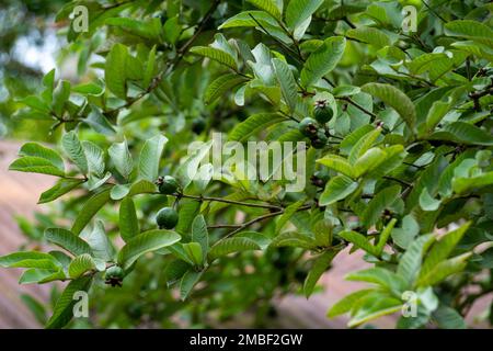 New guavas on the guava tree.Rows of green guavas. Green background. Stock Photo