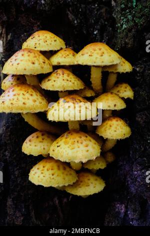 Bunch of pholiota fungi against mossy background, Bialowieza Forest, Poland, Europe Stock Photo