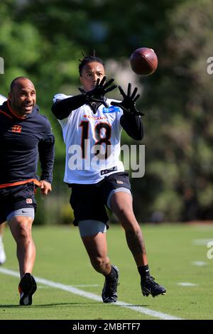 Cincinnati Bengals' Kwamie Lassiter II makes a catch as he takes part in  drills at the NFL football team's rookie minicamp in Cincinnati, Friday,  May 13, 2022. (AP Photo/Aaron Doster Stock Photo 