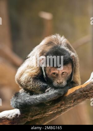 Mindful Black Capuchin or Sapajus Nigritus, also known as Black-horned Capuchin. Brown-colored monkey deep in thoughts. Stock Photo