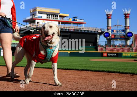 Fans walk their dogs on the field for Bark in the Park prior to a baseball  game between the New York Mets and the Cincinnati Reds in Cincinnati,  Tuesday, May 9, 2023. (