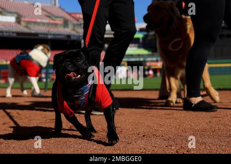 Fans walk their dogs on the field for Bark in the Park prior to a baseball  game between the New York Mets and the Cincinnati Reds in Cincinnati,  Tuesday, May 9, 2023. (