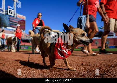 Dog owners walk their dogs on the field as part of Bark in the Park before  a baseball game between the Cincinnati Reds and the Philadelphia Phillies  in Cincinnation Tuesday, Aug. 16