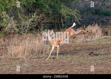 Impala leaping whilst running in the savannah in the Kruger National Park, South Africa Stock Photo