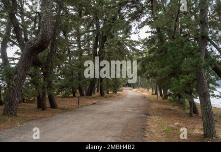 Japan Trees Path A path through pine trees at Amanohashidate in Kyoto Prefecture, Japan ...