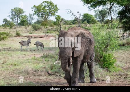 Large African elephant with zebra behind it in the savannah in the Kruger National Park, South Africa Stock Photo