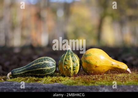 Three small decorative pumpkins on a rock Stock Photo