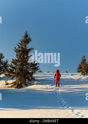 Snowshoe hiker in red walking with backpack and hiking poles leaving footprints in the snow next to a pine tree during sunset Slovakia, Low Tatra moun Stock Photo
