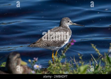 A greater Yellowlegs in the water near duck. Stock Photo