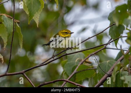 A black throated green warbler on a tree branch. Stock Photo