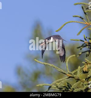 Belted kingfisher bringing food to its nestlings in northern Wisconsin. Stock Photo