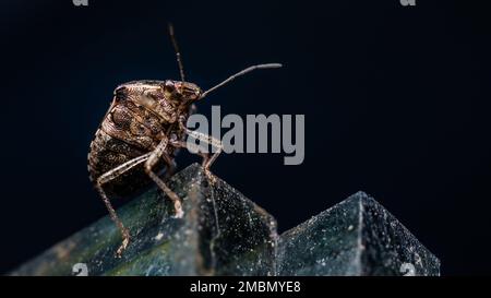 Brown Stink Bug (Marmorated) on top of float glass in shop and black nature background. Stock Photo